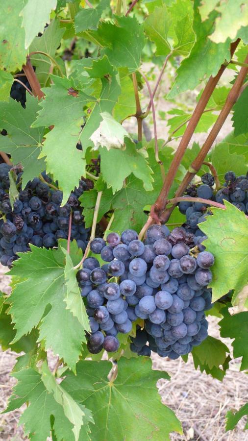 La Capannaccia Scandicci